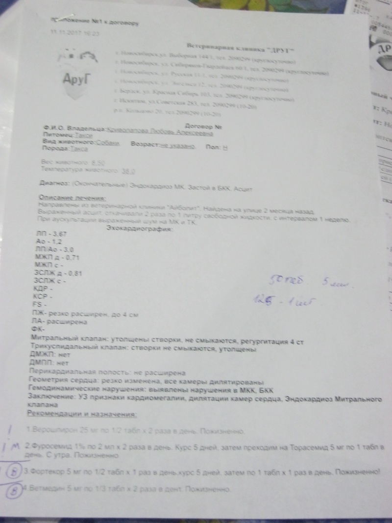 Пожилая больная такса нуждается в помощи! - обсуждение на форуме НГС  Новосибирск