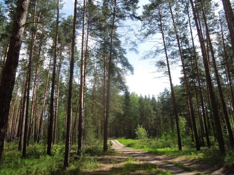 Кудряшовский пляж новосибирск фото