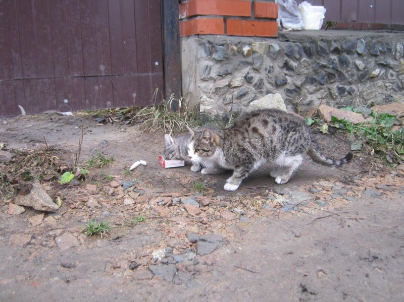 Кошку кинули. Брошенная кошка. Брошенные коты на даче. Кошка на даче. Брошенная кошка хозяевами.