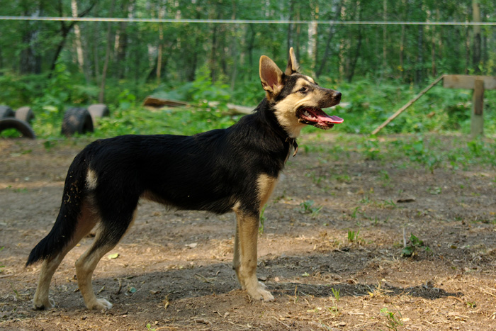Pin on gsd