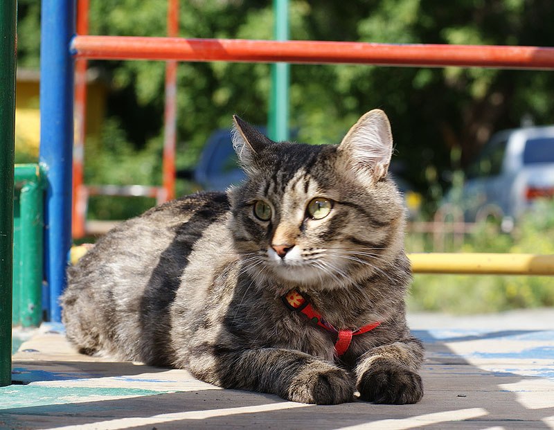 Кот вася. Кот Васенька. Кот Вася полосатый. Кот Вася фото.