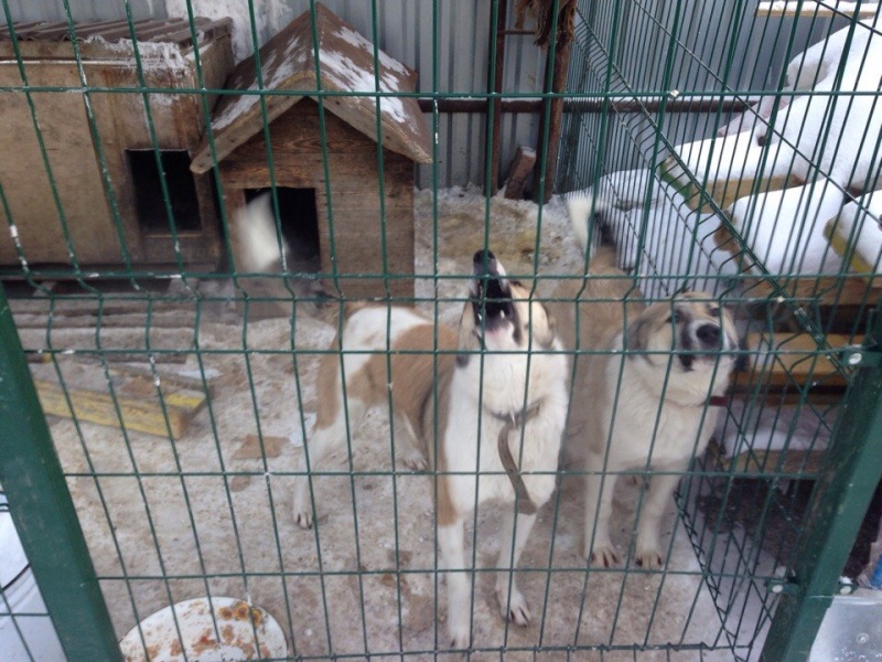 Приют нижегородская область. Приют в Краснообске для собак. Приют для животных Новосибирск Краснообск. Дом мелкашей приют для собак в Москве. Приют для собак в Новомосковске.