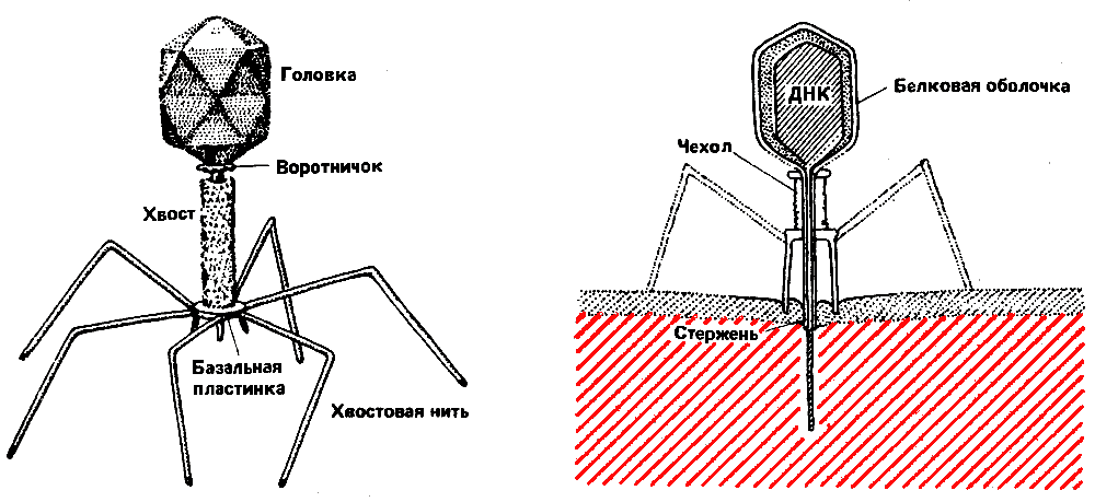 Схема строения бактериофага