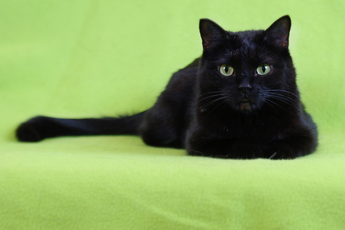Белый галстук у черного кота 7 букв. Черная Британская кошка с зелеными глазами. Черный британец. Британский черный кот с зелеными глазами. Черный британец с зелеными глазами.