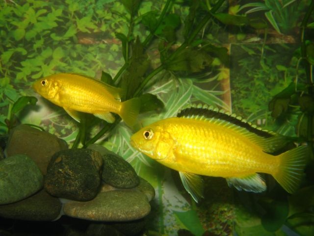 Желтые цихлиды отличие самца от самки фото