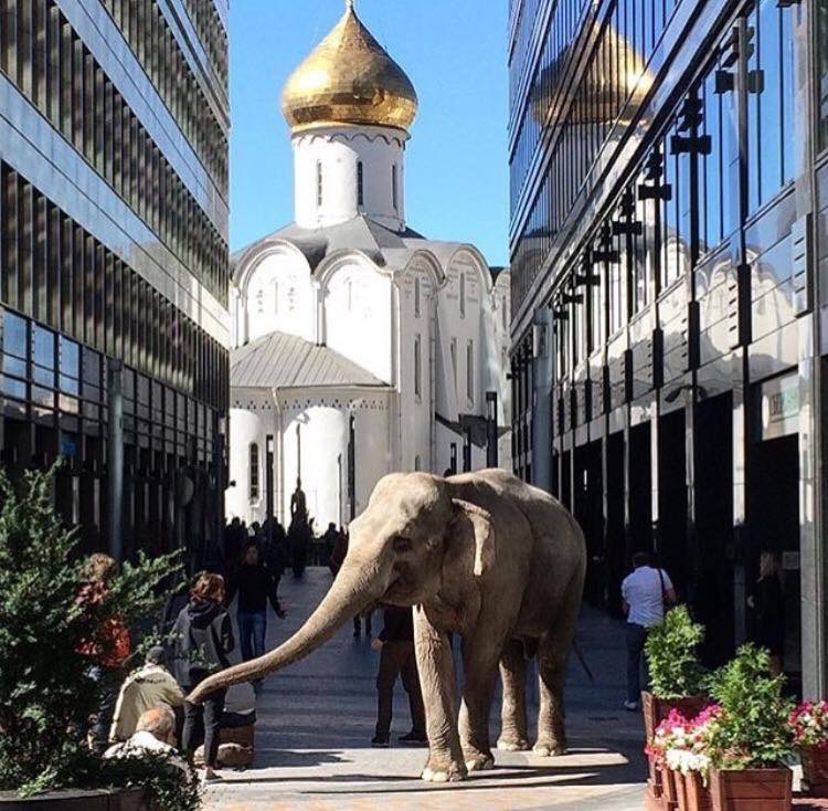 Interesting moscow. Слон в городе. Слон на улице. Слон на улицах Москвы. Слон на улице города.