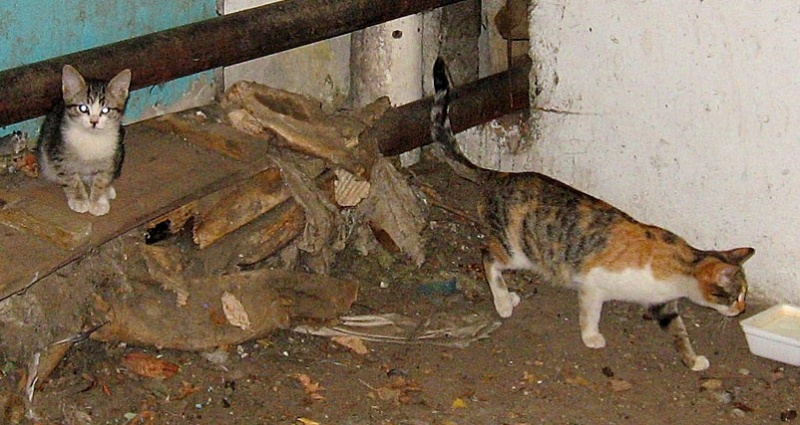 Кошки в подвале дома. Кот в подвале. Подвальные кошки. Котик в подвале. Рыжий кот в подвале.