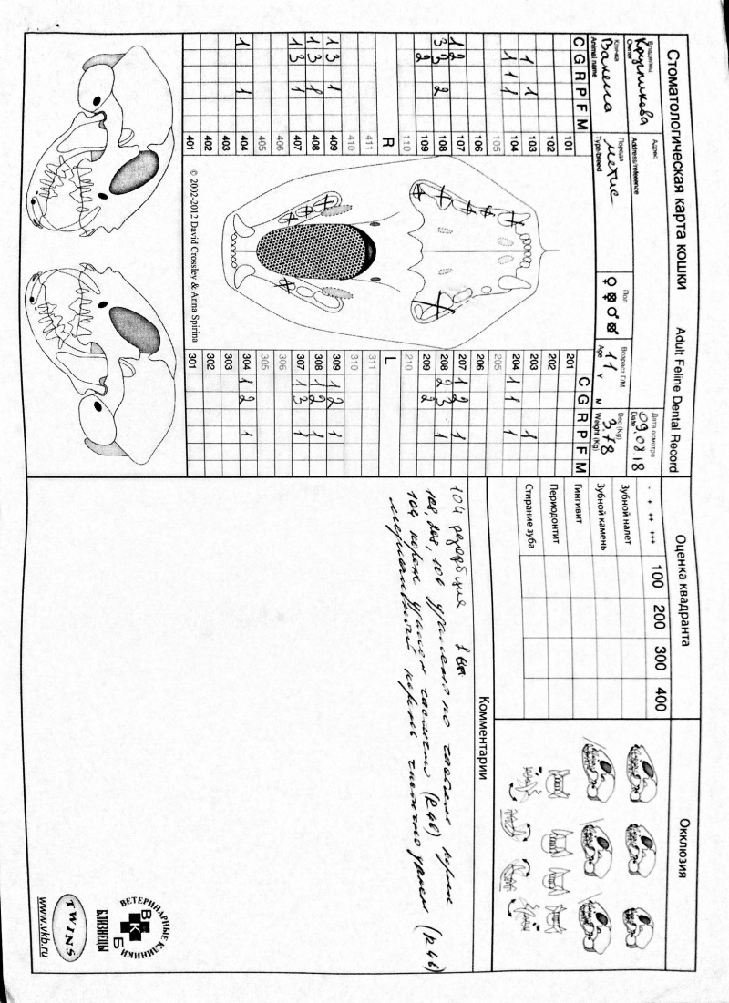Стоматологическая карта кошек