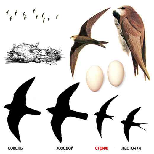 Стриж и ласточка картинки