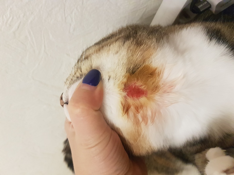 кошка расчесала до крови шею