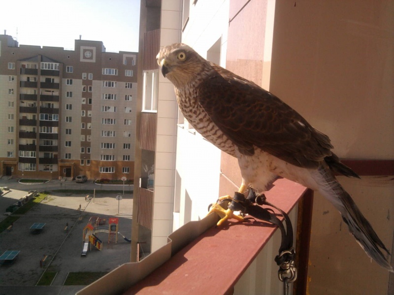 Сокол живущий в городе