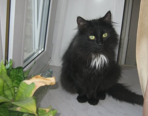 Белый галстук у черного кота 7 букв. Шантильи Тиффани кошка. Кот пушистый чёрный. Черный пушистый кот с белой грудкой. Черная пушистая кошка.