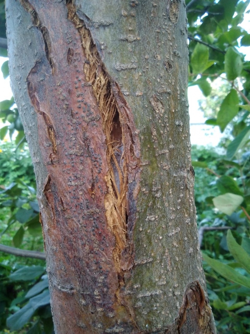 Трещины коры плодовых деревьев и их лечение с фото