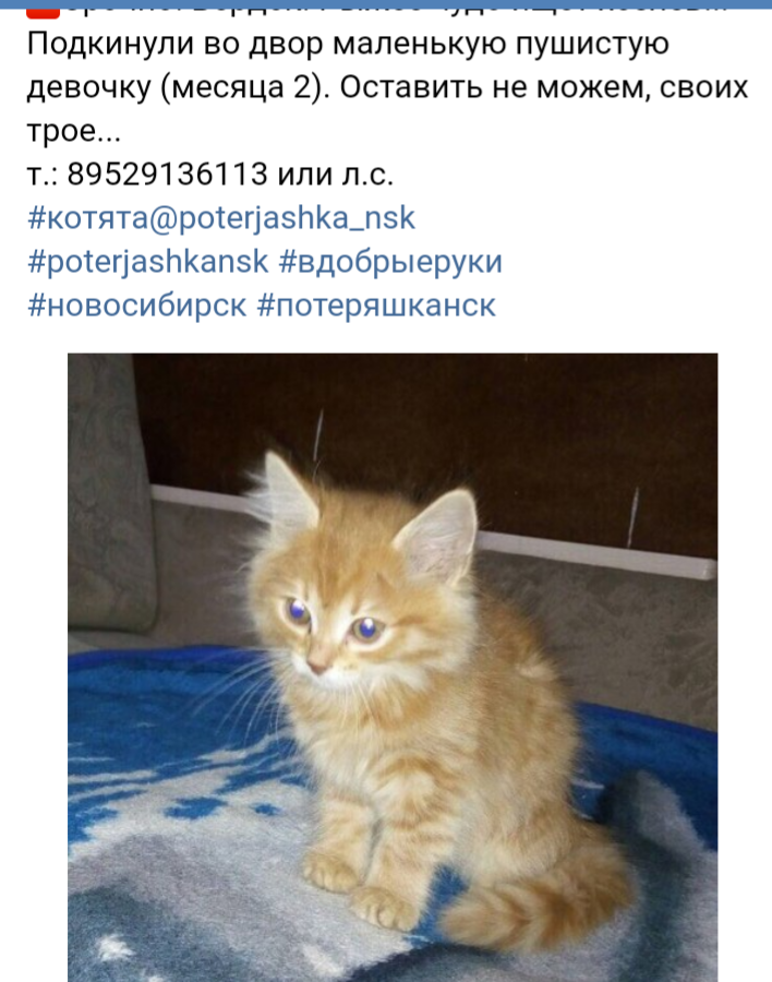 Объявления котята