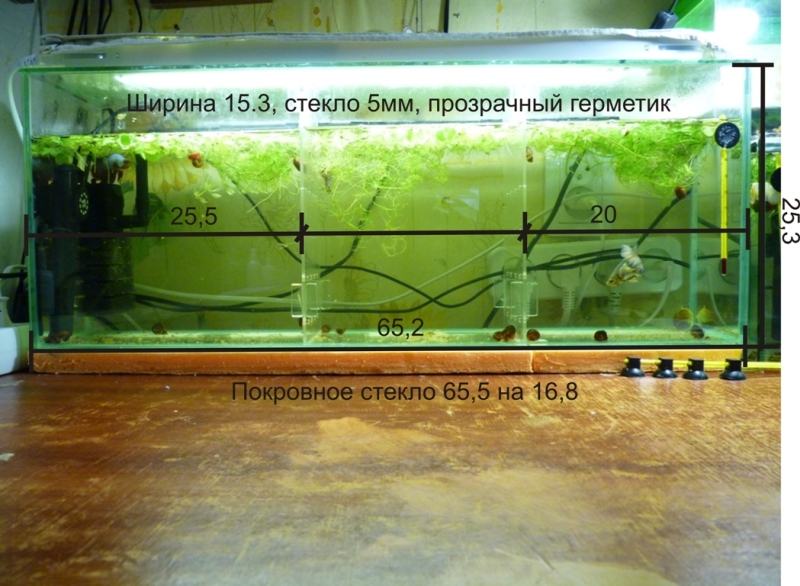 Аквариум ширина 25. Флейта для аквариума из стекла. Аквариумная флейта своими руками. Флейта в травнике.