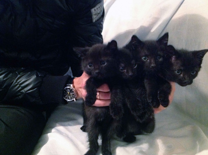 Черный четверо. Черные котята много. Четыре черных котенка. 5 Черных котят. Четыре черненьких чумазеньких котенка.