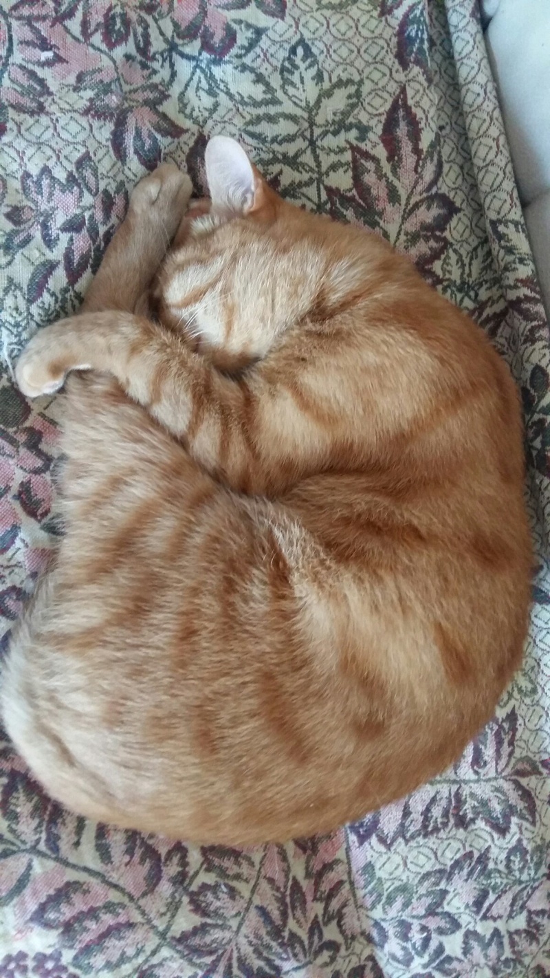 Рыжик кот