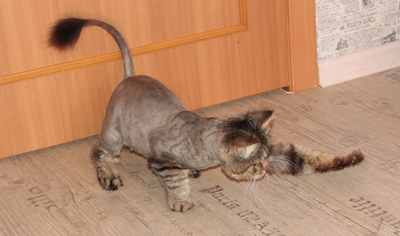 Что будет если подстричь кошку налысо