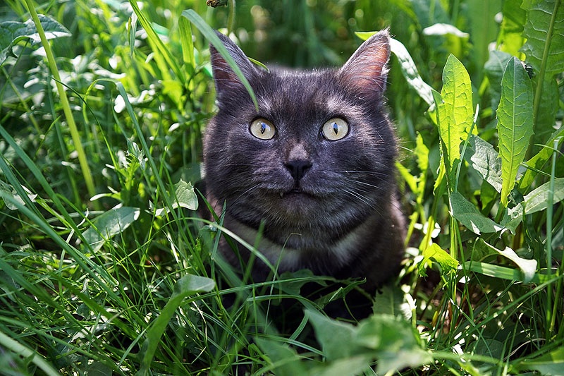 Кот вася. Кот Васенька. Кот Вася серый. Черный кот Вася.